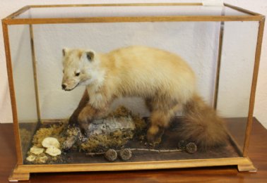 Taxidermy Pine Martin In Case - SOLD